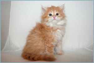 Male Siberian Kitten from Deedlebug Siberians